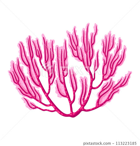 Illustration of sea coral. Marine life aquarium and water fauna. 113223185