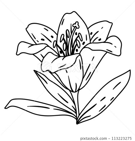 Illustration of lily flower. Beautiful decorative plant. Illustration of lily flower. Beautiful decorative plant. 113223275