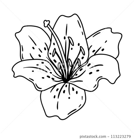 Illustration of lily flower. Beautiful decorative plant. Illustration of lily flower. Beautiful decorative plant. 113223279