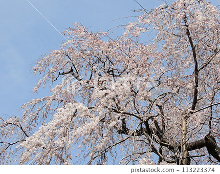 藥師堂賴染子的垂枝櫻花 113223374