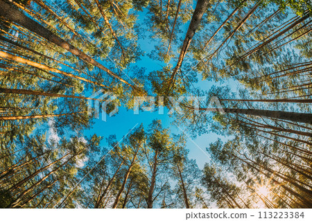Looking Up In Autumn Pine Coniferous Forest Trees Woods To Canopy. Bottom View Wide Angle Background. Old Greenwood Forest natural background 113223384