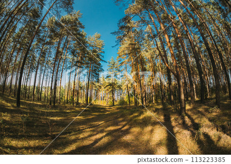 Autumn Mood. From Summer Green To Autumn Yellow. Summer Autumn Forest Transition. Season Change Concept. Green Trees Turn Yellow. Pine Forest Autumn Mood. From Summer Green To Autumn Yellow. Summer Autumn Forest Transition. Season Change Concept. Green Trees Turn Yellow. Pine Forest 113223385