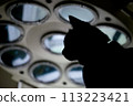 Cat  113223421
