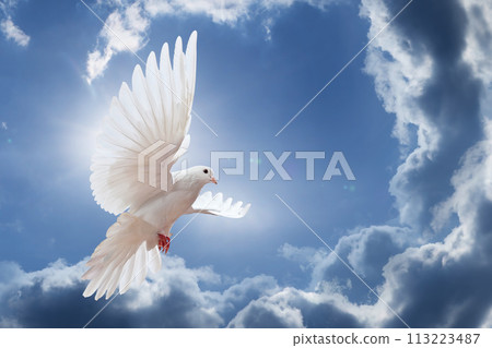 Dove in the air with wings wide open in-front of the sky Dove in the air with wings wide open in-front of the sky 113223487