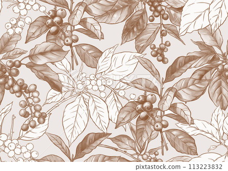 Coffee tree. Branch with leaves and berries. Coffee tree. Branch with leaves and berries. 113223832