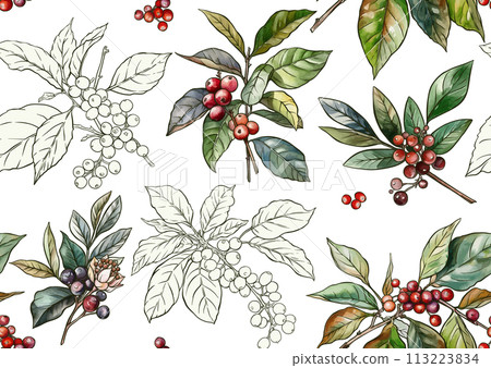 Coffee tree. Branch with leaves and berries. Coffee tree. Branch with leaves and berries. 113223834