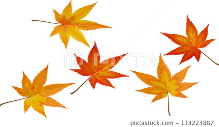Momiji leaves 113223887