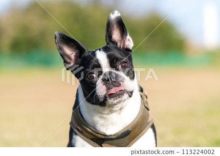 Boston Terrier Boston Terrier 113224002