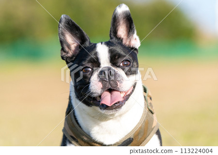 Boston Terrier Boston Terrier 113224004