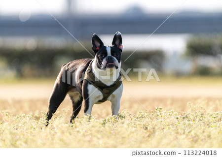 Boston Terrier 113224018