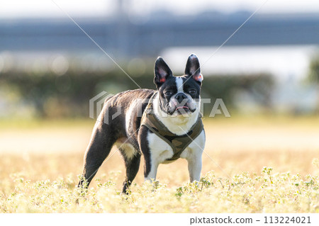 Boston Terrier Boston Terrier 113224021
