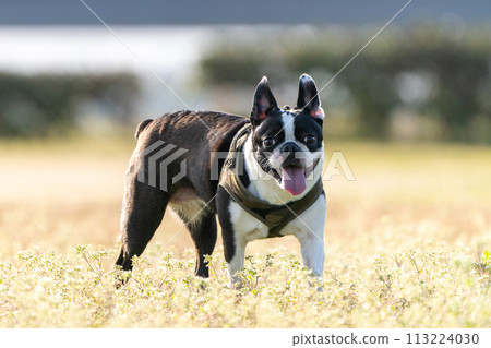 Boston Terrier 113224030