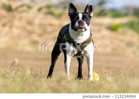 Boston Terrier 113224084