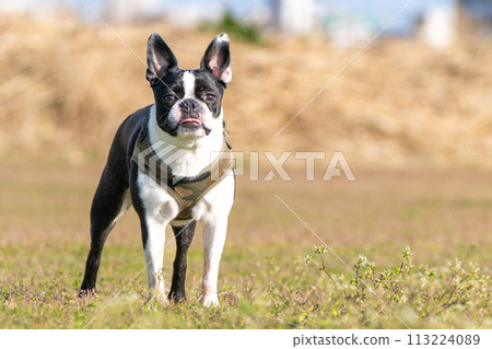Boston Terrier 113224089
