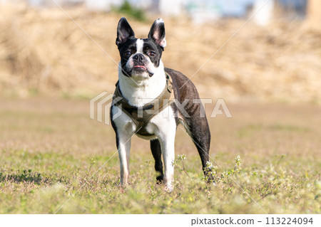Boston Terrier 113224094