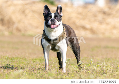 Boston Terrier 113224095
