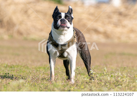Boston Terrier Boston Terrier 113224107