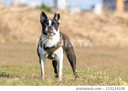 波士頓梗 113224108