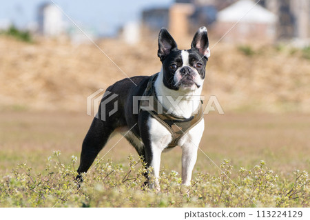 Boston Terrier Boston Terrier 113224129