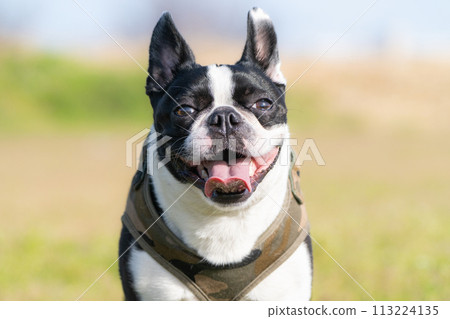 Boston Terrier 113224135