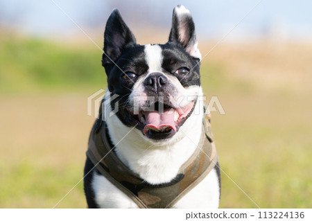 Boston Terrier 113224136