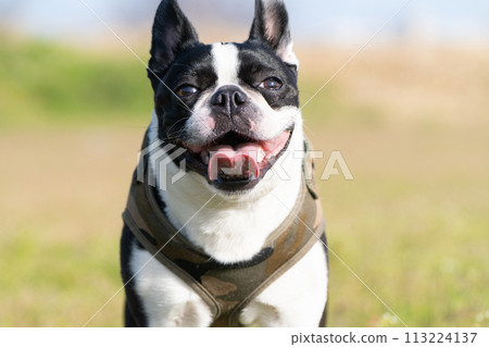 Boston Terrier 113224137