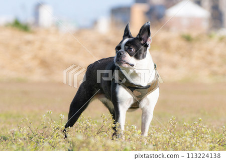 Boston Terrier 113224138