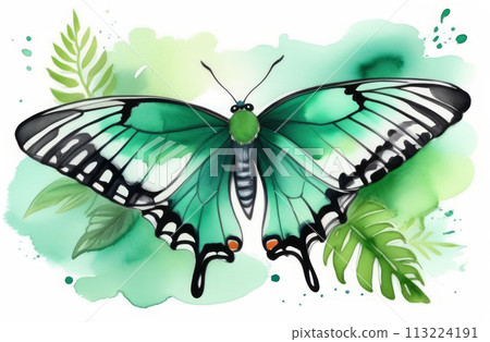 Tropical batterfly Emerald green Swallow tail butterfly Tropical batterfly Emerald green Swallow tail butterfly 113224191
