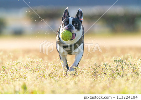 boston terrier playing ball boston terrier playing ball 113224194