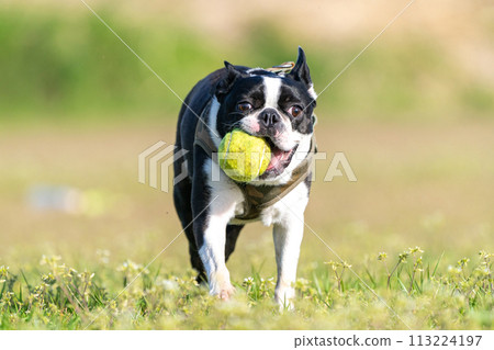 boston terrier playing ball boston terrier playing ball 113224197
