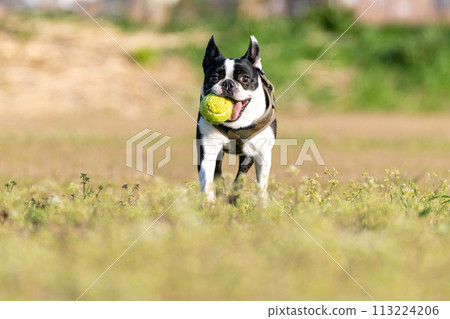 boston terrier playing ball boston terrier playing ball 113224206
