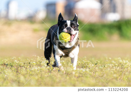 boston terrier playing ball 113224208