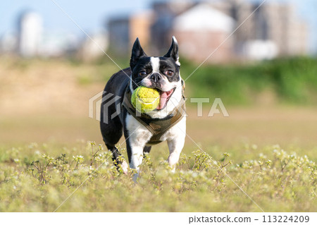 波士頓梗犬打球 波士頓梗犬打球 113224209