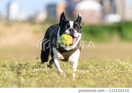 boston terrier playing ball boston terrier playing ball 113224210