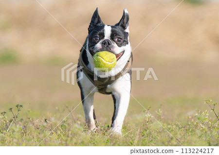 波士頓梗犬打球 波士頓梗犬打球 113224217
