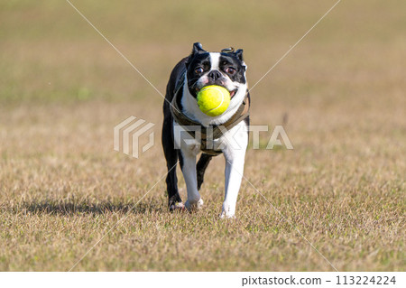 boston terrier playing ball 113224224