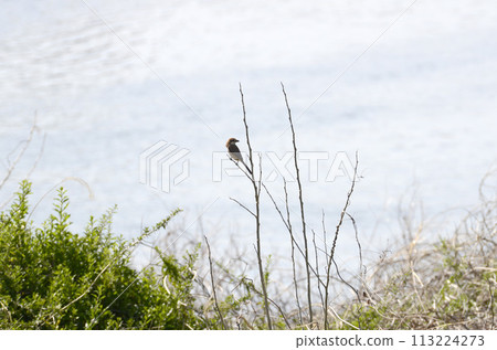 Sparrow Sparrow 113224273