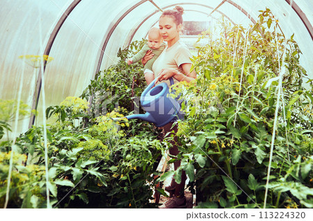 Greenhouse with tomato seedlings, 26 year old woman with baby in her arms waters plants from garden watering can on summer day. 113224320