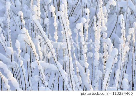 Frost crystals on bush branches, texture for background. 113224400