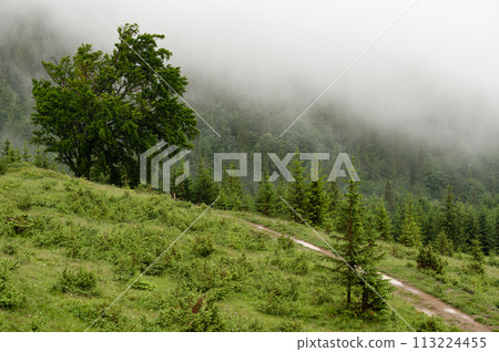 One big tree on the background of mountains 113224455
