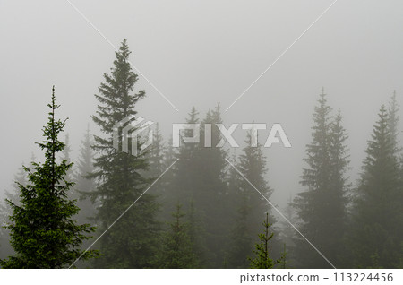 Forest in the fog, rainy and foggy morning in the mountains. Top of pine and spruce in the highlands after rain. Forest in the fog, rainy and foggy morning in the mountains. Top of pine and spruce in the highlands after rain. 113224456