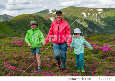 A mother with her son and daughter are walking among rhododendron bushes against the backdrop of the majesty of the Carpathian Mountains. 113224458