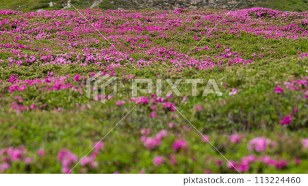 A meadow in the mountains with rhododendron flowers. A meadow in the mountains with rhododendron flowers. 113224460