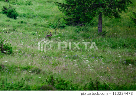 One big and wild hare in the forest among the grass. 113224478