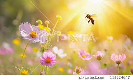 Bee flying over flowers in meadow. Honeybee in apiary 113224647