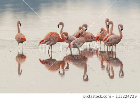 Flamingos flock in a salty lagoon, La Pampa Province,Patagonia, Argentina. 113224729