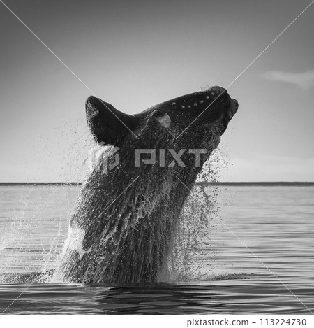 Whale jumping in Peninsula Valdes,Puerto Madryn,  Patagonia, Argentina 113224730