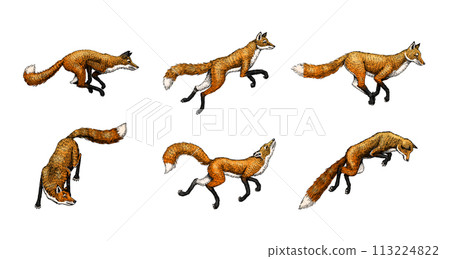 Wild red fox set. Forest ginger animal flying and jumping. Vector Engraved hand drawn Vintage sketch Wild red fox set. Forest ginger animal flying and jumping. Vector Engraved hand drawn Vintage sketch 113224822