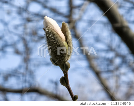 Spring blue sky and white magnolia kobus flowers 113224946