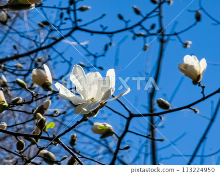 Spring blue sky and white magnolia kobus flowers 113224950